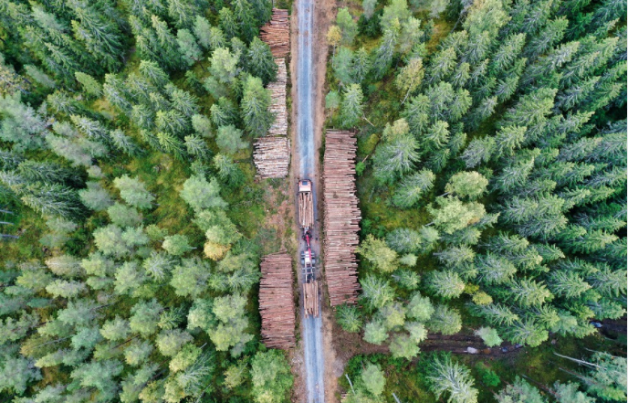 logging