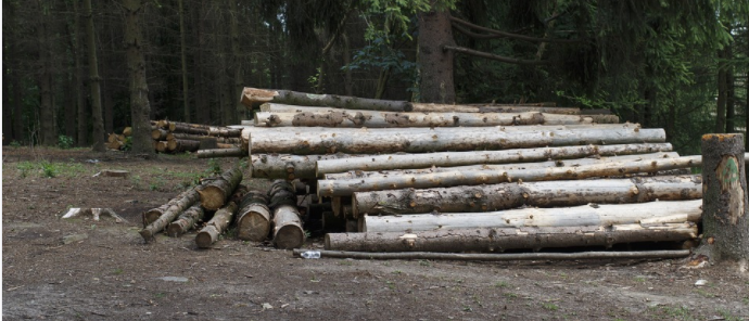 logs in the forest
